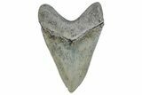 Serrated, Fossil Megalodon Tooth - South Carolina #289338-2